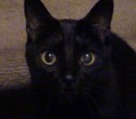 Scooby James Hendrich, 1990 - 2008